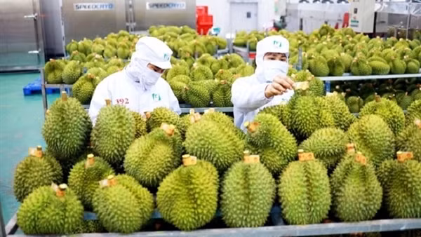 Tránh để mất thế mạnh xuất khẩu sầu riêng