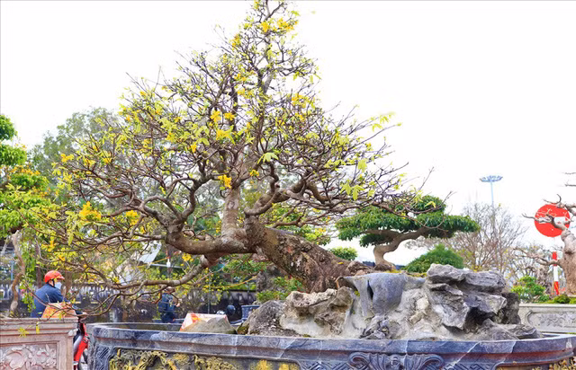 Cây mai Tết thế 