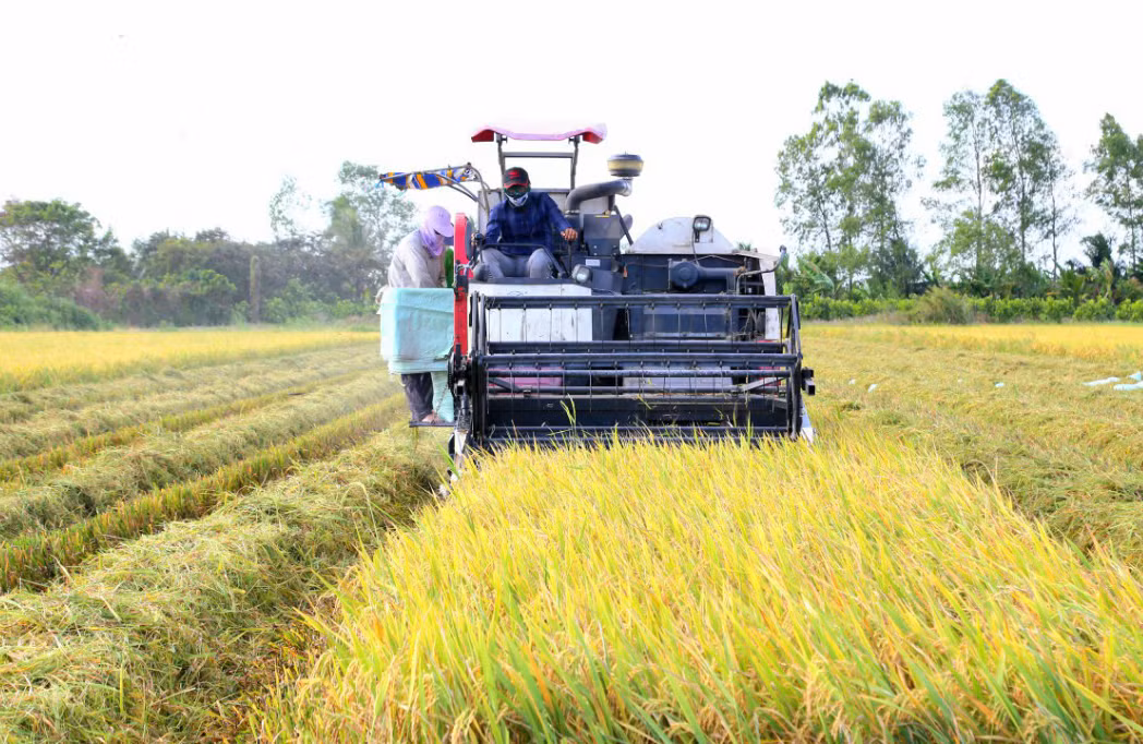 Phát huy lợi thế của cây lúa, thế mạnh hàng đầu của châu thổ Cửu Long -0