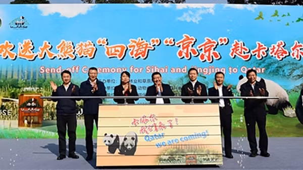 “Ngoại giao gấu trúc” trước thềm World Cup