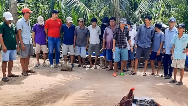 Bắt quả tang 17 đối tượng tham gia đá gà ăn thua bằng tiền