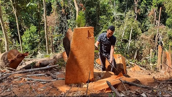 Kỷ luật 3 cán bộ, công chức do để mất rừng