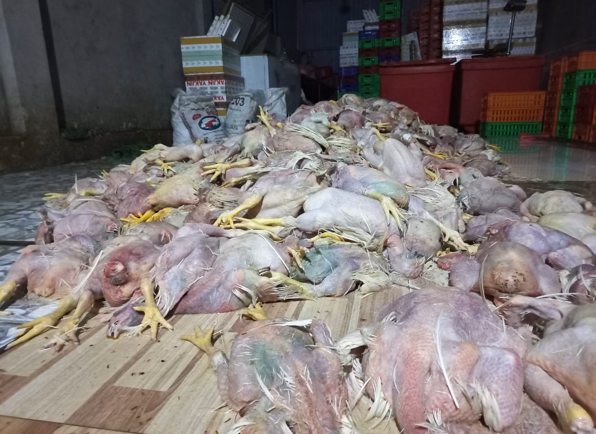 Phát hiện cơ sở sơ chế hơn 2,2 tấn gà thối đem bán -0