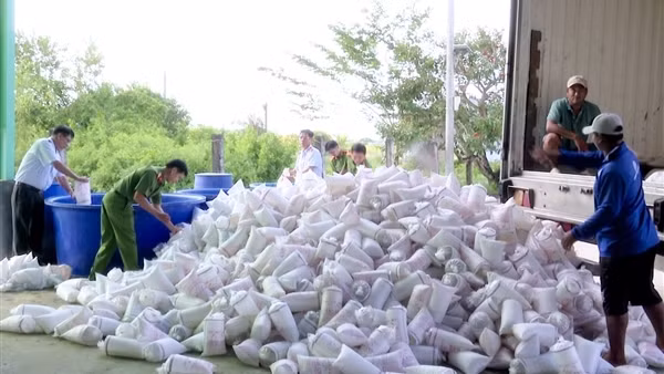 Tiêu hủy trên 2 triệu con tôm giống không giấy kiểm dịch