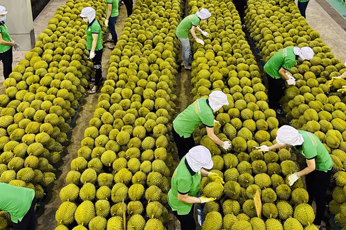 Nông sản bội thu, hết cảnh “được mùa, mất giá” -0