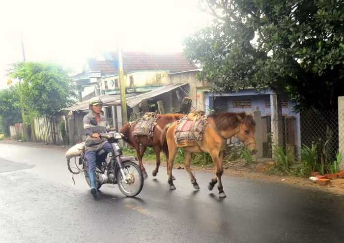 Tiếng vó ngựa trên Gò Thì Thùng -0