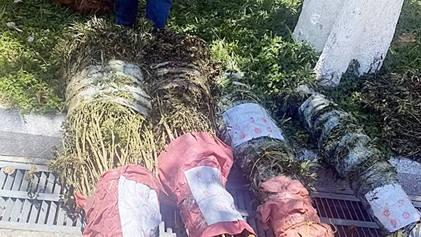 Triển khai đồng bộ “3 mũi giáp công”&nbsp;trong phòng, chống ma túy