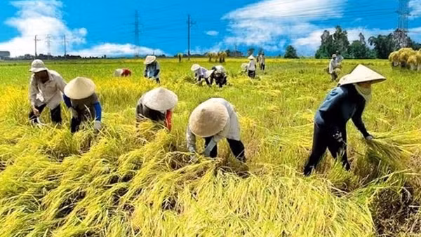 Đề xuất tiếp tục miễn thuế sử dụng đất nông nghiệp đến hết năm 2030