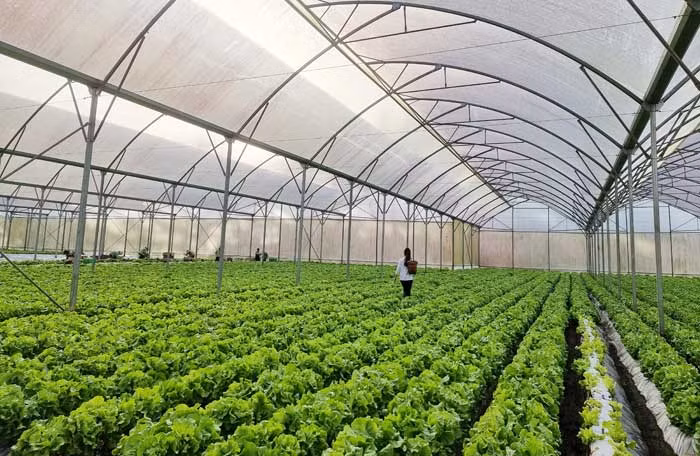 Top 10 loại rau tốt nhất thế giới gọi tên “xà lách” -1
