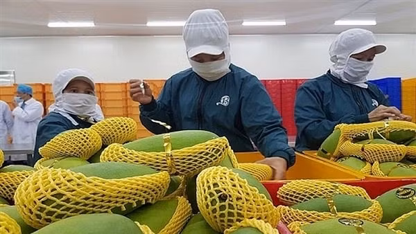 Xuất khẩu rau quả lần đầu tiên dẫn đầu ngành nông nghiệp