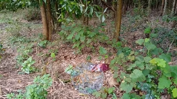 Phú Yên: Thêm một bé sơ sinh bị bỏ rơi trong rừng keo