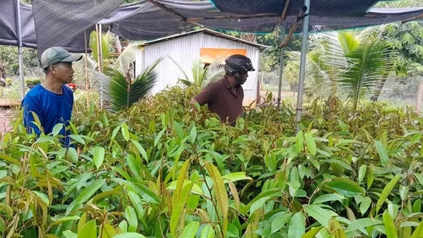 Bình Phước: Giá cây giống sầu riêng tăng, khan hiếm