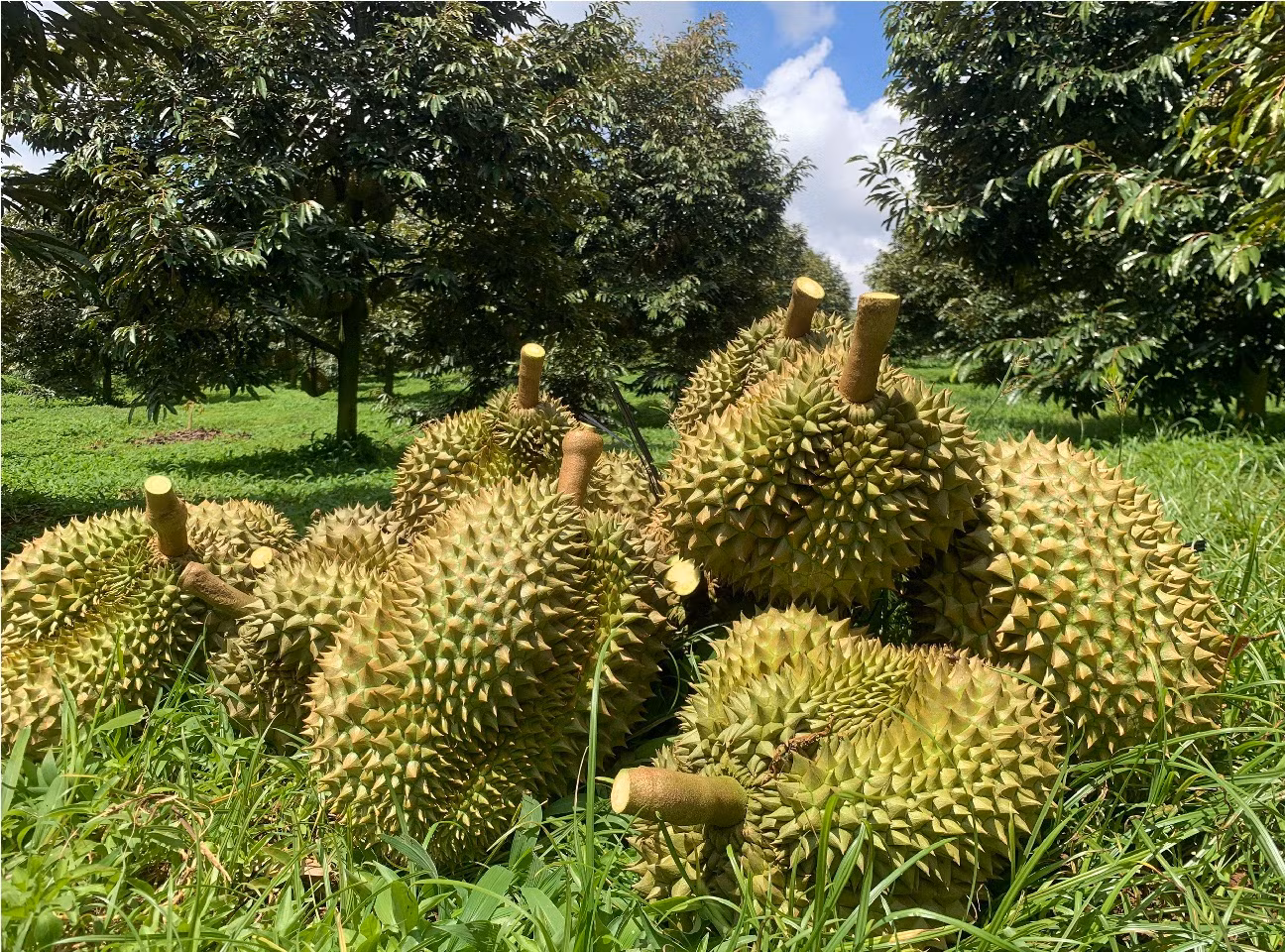 Không cấp điện cho kho xưởng sầu riêng xây dựng trái phép -0