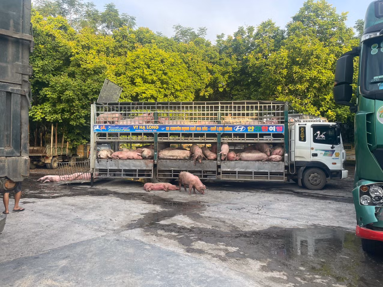 Phát hiện ô tô vận chuyển hơn 7 tấn lợn bị dịch tả Châu Phi -0