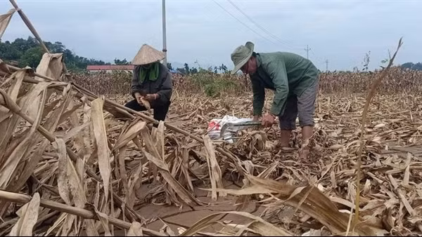 Sau bão Yagi, 754 hộ dân tại Yên Bái được hỗ trợ cải tạo đất sản xuất