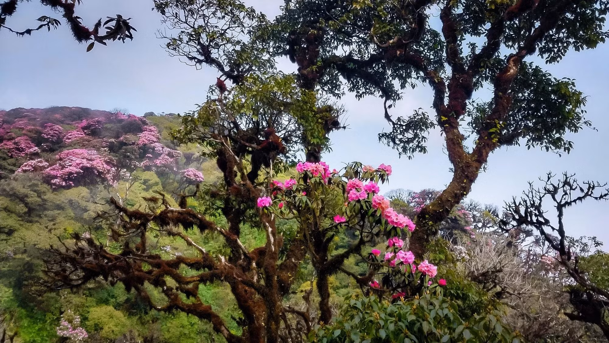 Mùa hoa trên miền biên cương -0