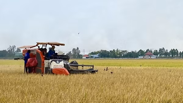 Đẩy mạnh cho vay sản xuất, kinh doanh lúa gạo