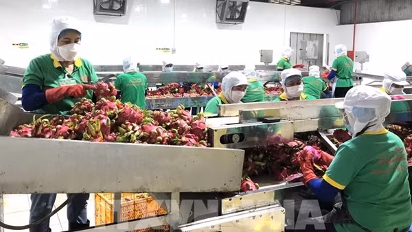 Nông nghiệp vẫn đặt mục tiêu thu về 70 tỷ USD xuất khẩu