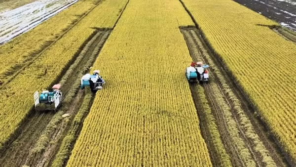 Nhiều kết quả khả quan từ Đề án 1 triệu ha lúa chuyên canh chất lượng cao