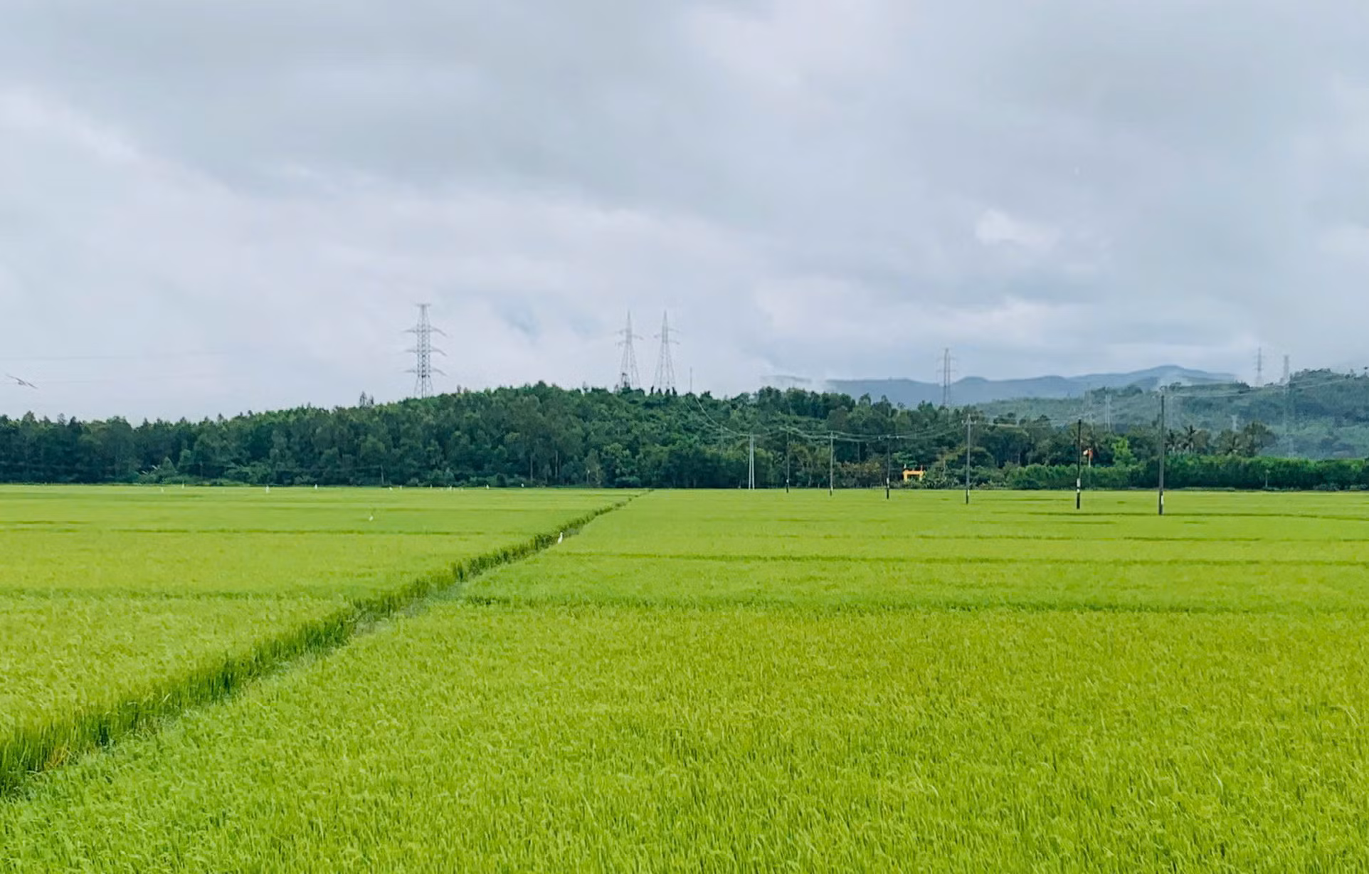 Phú Yên: Công bố quyết định của Thủ tướng Chính phủ công nhận bảo vật quốc gia Phù điêu Kala Núi Bà -0