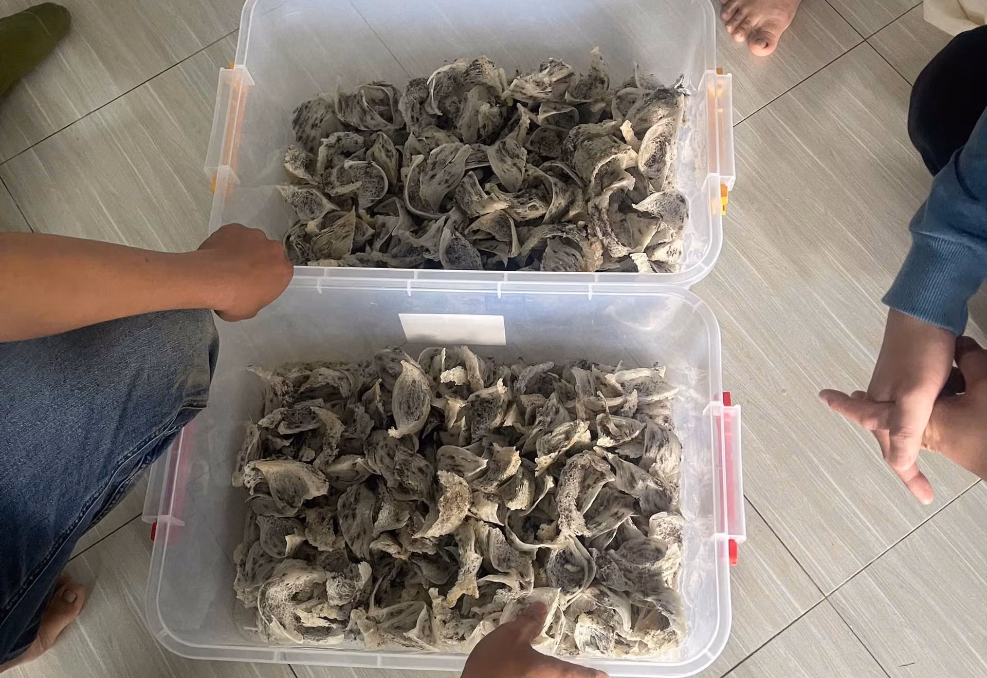 Truy bắt kẻ trộm cắp yến sào ở Đắk Nông chạy về Phú Yên để bán -0