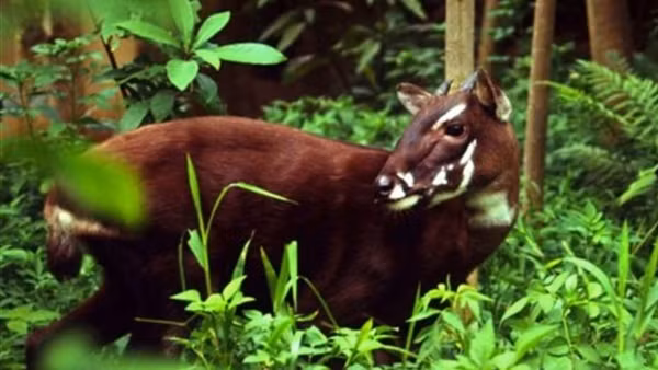 Huế tiếp nhận hơn 3 tỷ đồng từ WWF để bảo tồn loài “Kỳ lân Châu Á” quý hiếm