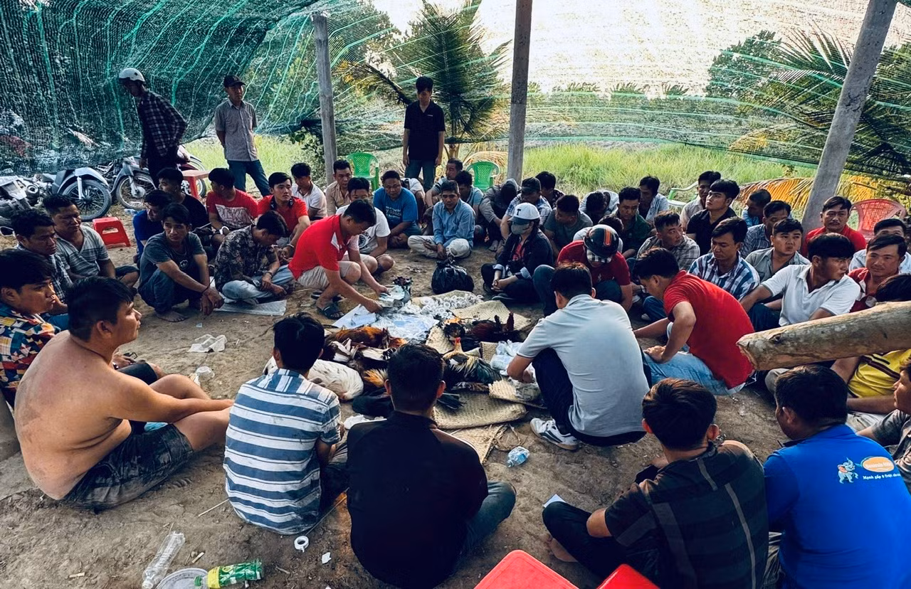 Trường gà trong vườn thu hút cả trăm con bạc “khát nước” mỗi ngày -0