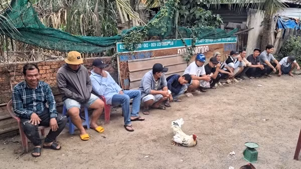 Tây Ninh: Xoá tụ điểm đá gà ăn tiền từ sáng sớm