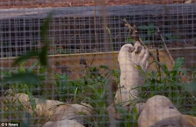 Body Farm - Trang trại tử thi hỗ trợ pháp y tin cậy -0