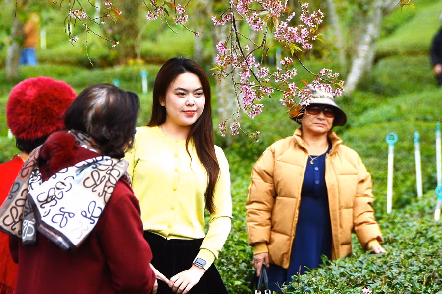 Du khách chen chân ngắm mai anh đào Đà Lạt nở rộ -0