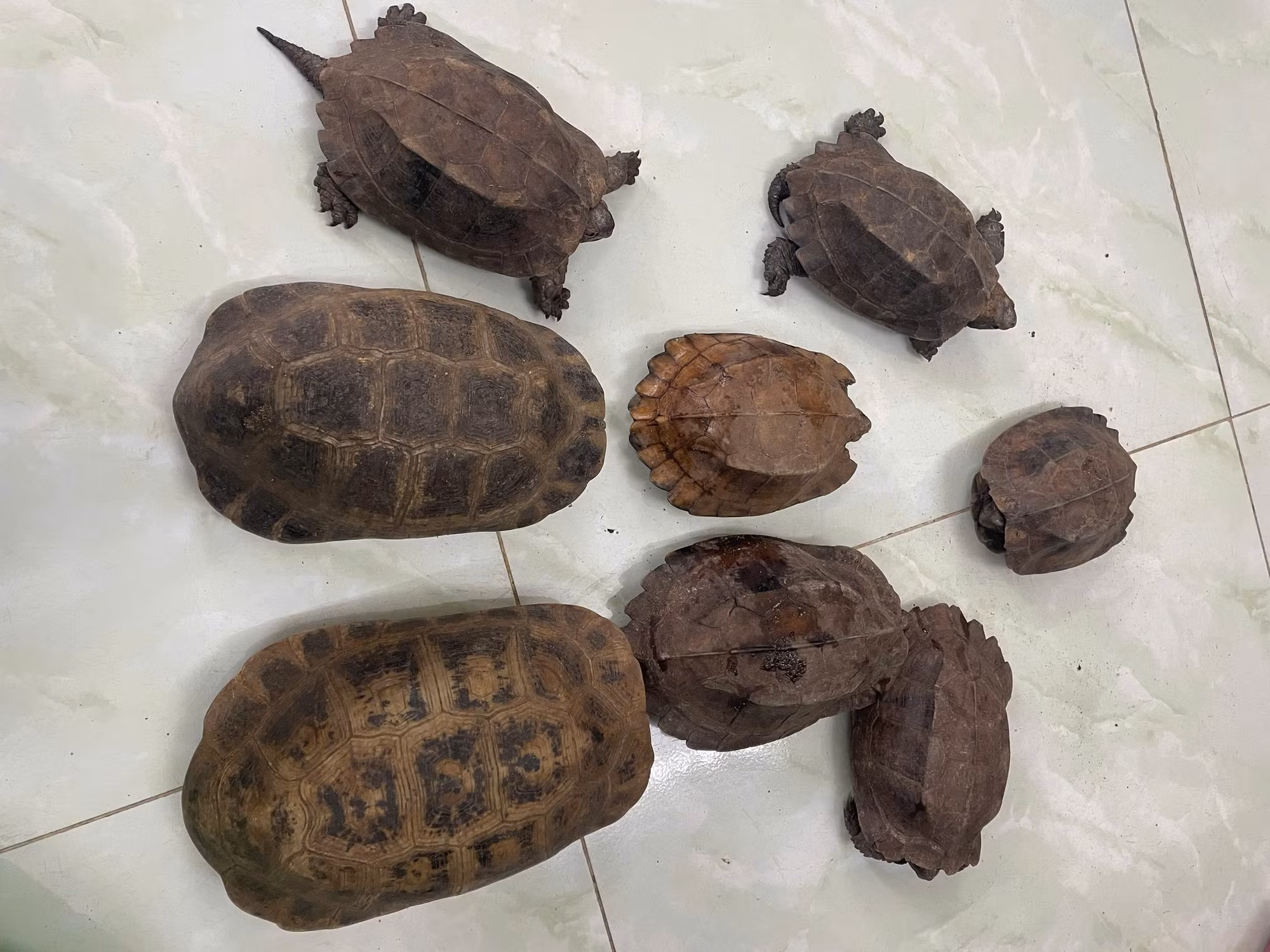 Người dân giao nộp 8 cá thể rùa quý hiếm sau khi nhặt được trên đường -0