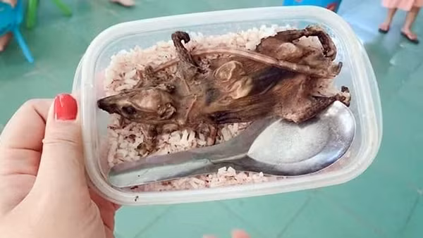 Xác minh thông tin học sinh vùng cao Quảng Nam ăn cơm hộp với... thịt chuột