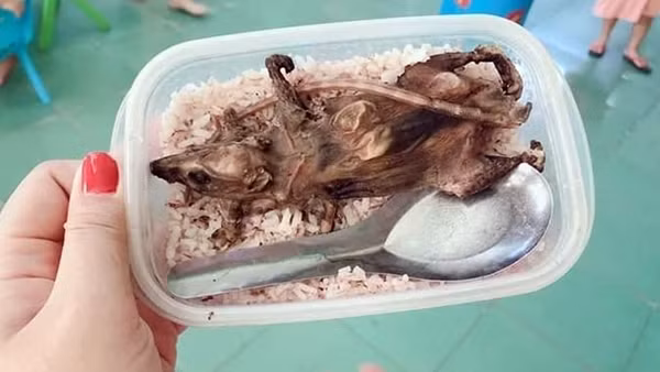 Sự thật bức ảnh “hộp cơm vỏn vẹn con chuột núi” lan truyền trên mạng xã hội