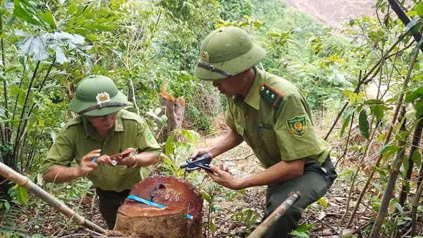 Phát hiện phá rừng trong khu vực Công ty Lâm nghiệp Đường 9 quản lý