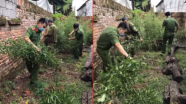 Trồng hàng trăm cây cần sa xung quanh nhà để… ngâm rượu