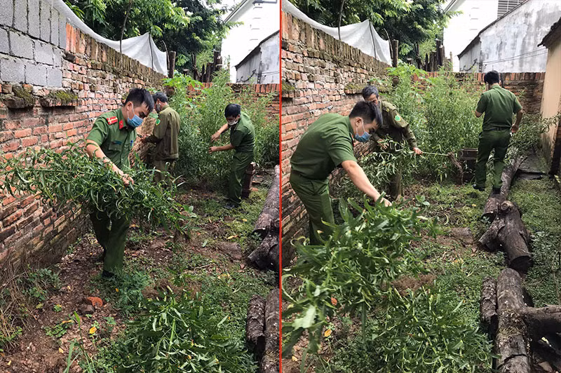 Trồng hàng trăm cây cần sa xung quanh nhà để… ngâm rượu -0