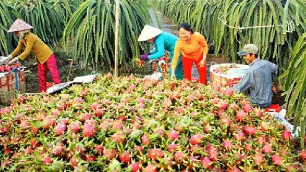 Thanh long Bình Thuận được bảo hộ chỉ dẫn địa lý tại Nhật Bản ảnh 3