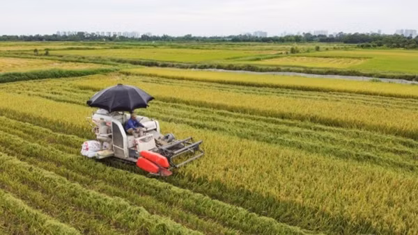 Cần tháo gỡ khó khăn cho ngành cá tra vượt qua đại dịch ảnh 2