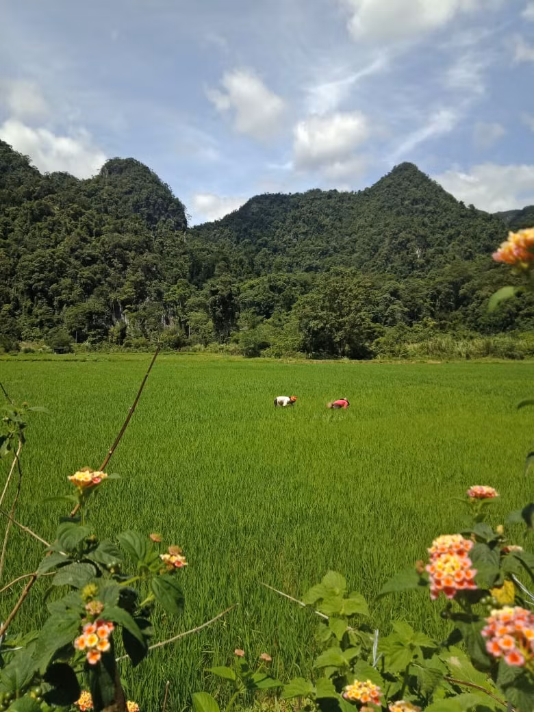 cánh đông rục làn của đông bào rục- minh hóa.jpg -0