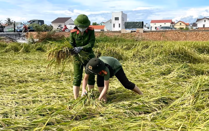 Công an giúp dân thu hoạch lúa trong vùng dịch -0