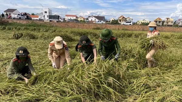 Tích cực giúp dân thu hoạch hoa màu tại xã đang phong tỏa do dịch COVID-19 ảnh 3