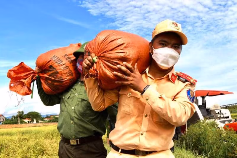Công an giúp dân thu hoạch lúa trong vùng dịch -0