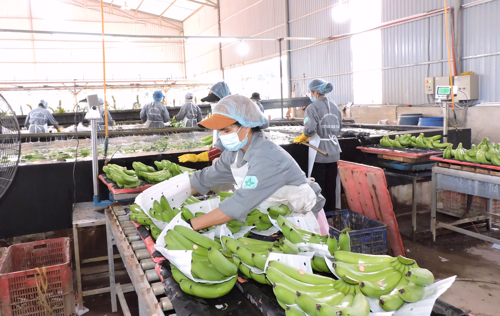 Cần “nhạc trưởng” trong điều phối, liên kết đầu ra cho nông sản -0