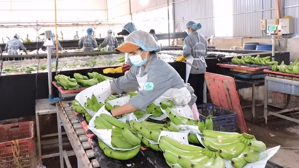 Cần “nhạc trưởng” trong điều phối, liên kết đầu ra cho nông sản