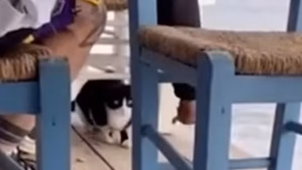 Đối mặt 10 năm tù vì ngược đãi... mèo