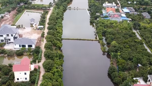 Xử lý nghiêm vi phạm về đất đai tại nông trường Quý Cao ảnh 6