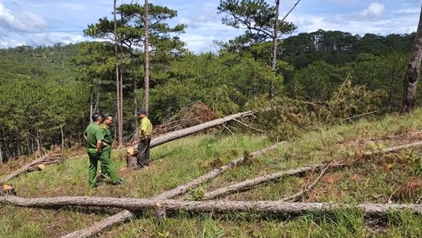 “Lâm tặc” phá rừng, chủ rừng ở đâu?