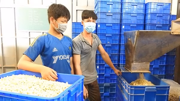 Thông tin thêm về việc giành lại lô hạt điều mất kiểm soát của Việt Nam ảnh 4