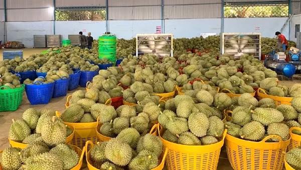 Hiệp hội sầu riêng Đắk Lắk kiến nghị “khẩn” gỡ khó cho sầu riêng