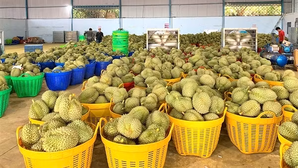 Vì sao hàng loạt kho hàng ngưng thu mua sầu riêng?